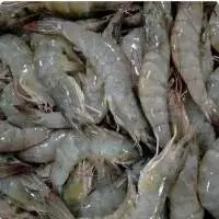 Frozen Vannamei Shrimp HOSO