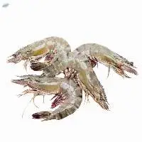 Frozen Vannamei Shrimp Hoso
