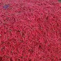 Red chilli