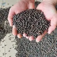 Black pepper