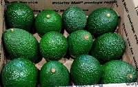 Avocado