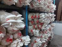 Bhutan Oyster Mushroom