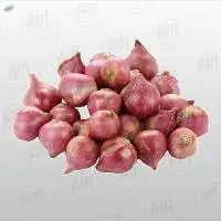 Loosing Onion