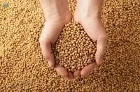 Soybeans GMO