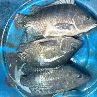 Organic freshwater whole Tilapia