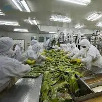 Organic Aloe Vera Gel Pulp Diced