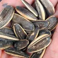 Wholesale Sunflower Seeds For Edible Use