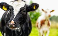 Silage -  Animal Feed