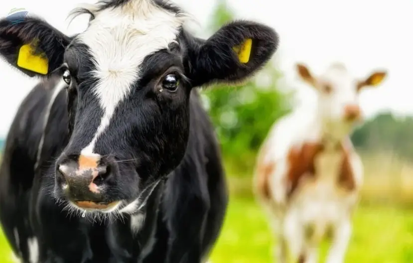 Silage -  Animal Feed