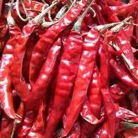 TEJA / S17 Red Chilli