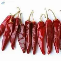 ENDO 5 Red Chilli