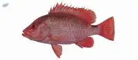 Frozen red snapper fillet