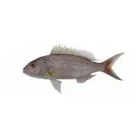 Frozen King Snapper Fillet Skin on