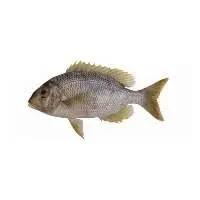White Snapper Fillet Skinless