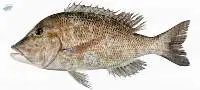 Emperor Fillet Skinless