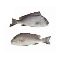 Sweetlips fillet Skinless