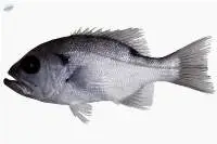 Frozen Pearl Perch Fillet