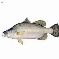 Frozen Barramundi Fillet