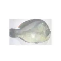 Parrot Fish Fillet