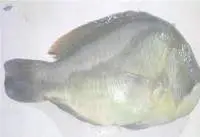 Parrot Fish Whole Round