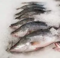 Barramundi