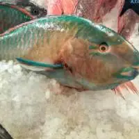 Parrot Fish