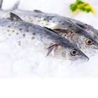 Spanish Mackarel