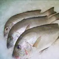 Sweetlips