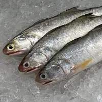 Thread in Salmon