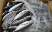 Frozen Fish