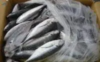 Frozen Fish