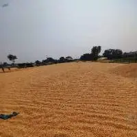 Maize
