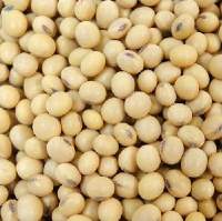 Ngmo Soybean