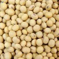 Ngmo Soybean