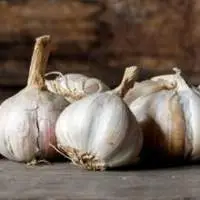 Garlic