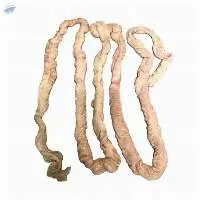 Clean Frozen Pork Large Intestine