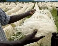 Natural Sisal Fiber And Yarn