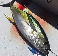Frozen Yellowfin Tuna Fish