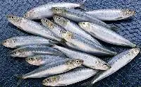 Fresh Whole Sardine Fish