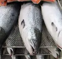 Fresh Frozen Salmon - Salmon Fish Fillets