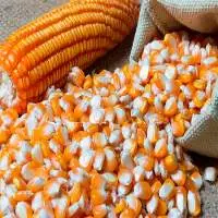 Dried Yellow Corn - Maize Dry For Animal Feed