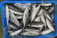 Frozen Horse Mackerel Fish