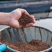 Feed Additives Animal