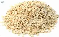 sesame seed