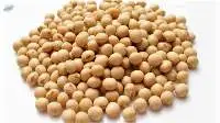 Bambara Nut