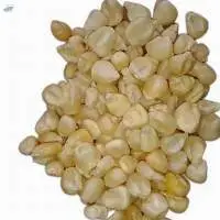 Yellow & White  Maize