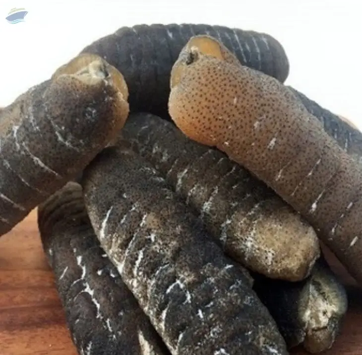 Sea Cucumber Dried And Frozen Sea Cucumber by CMPT Manpower Services