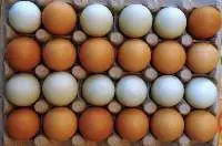 Best Quality Fresh  Chicken Eggs At Cheap Price