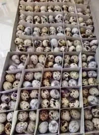 Quail Eggs For Sale