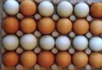 Farm Fresh Organic Poultry Chicken